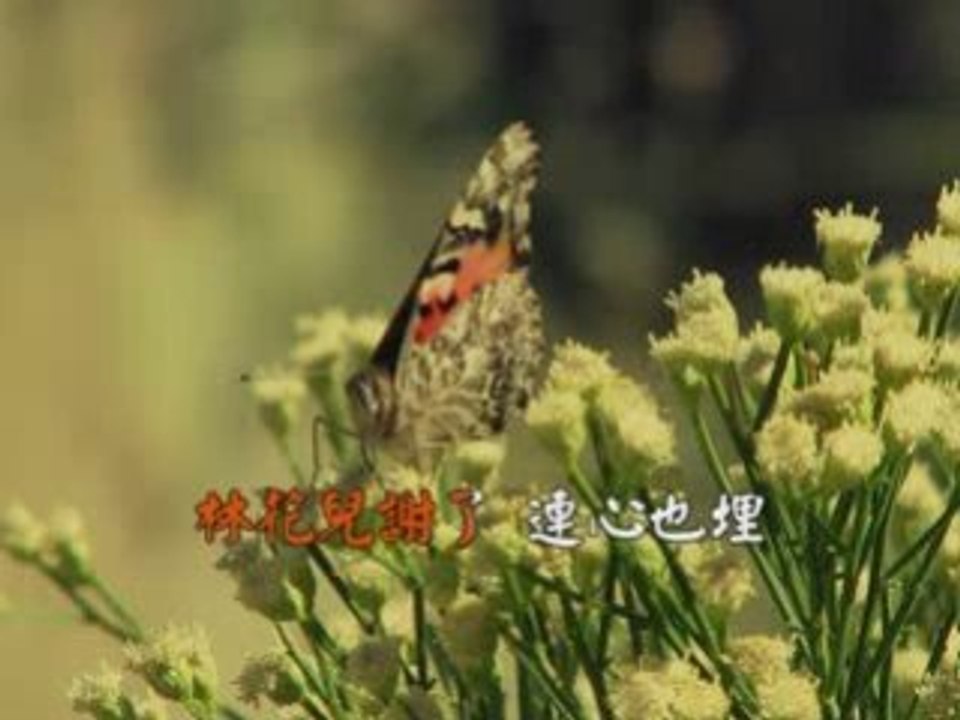 O inima trista 蝴蝶兒飛去...