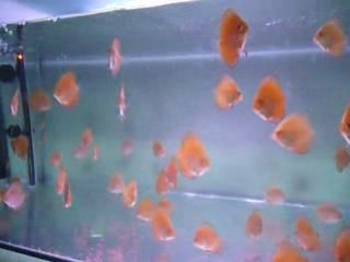 Panda yavrular 2.5 aylık