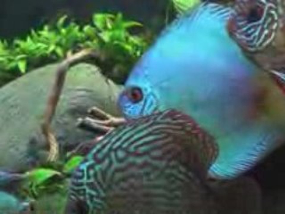 Margem-Discus