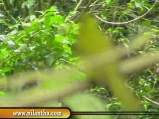 Sinharaja Rainforest & bodinagla