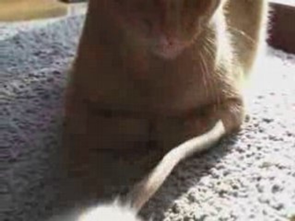 les rats aiment les chats