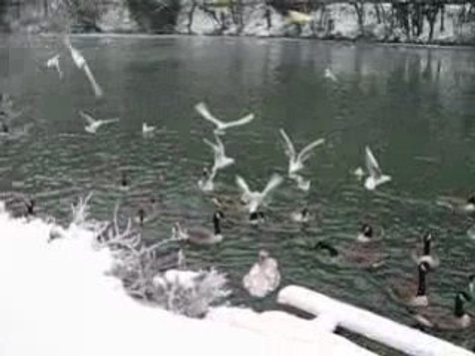 CANARDS ET PALMIPEDES - MEUSE - DEBUT JANVIER 2009