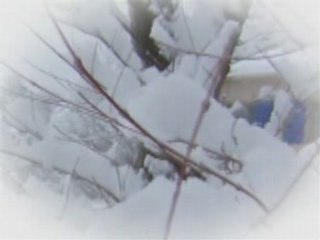 Dauphin sous un manteau blanc