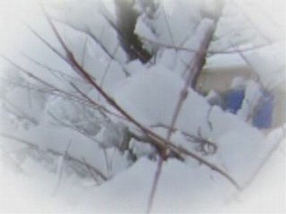 Dauphin sous un manteau blanc