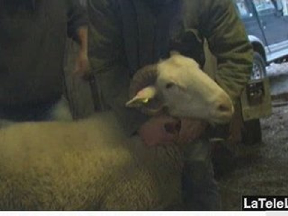LE MOUTON DE LA FÊTE DE L'AÏD DANS LES CÉVENNES
