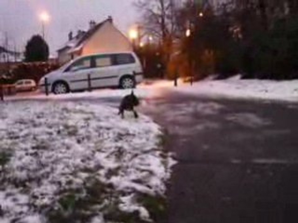 bouledogue francais caza 2