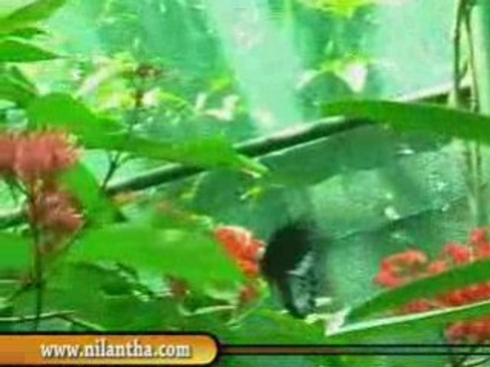 sri lanka National zoological gardens Dehiwala