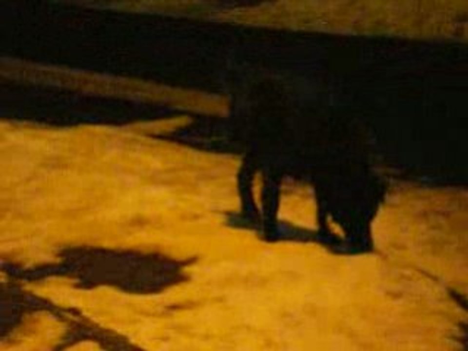 Chien, bitume et neige.