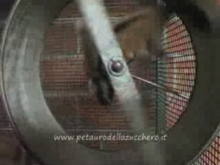 Petauro dello zucchero per la prima volta sulla ruota