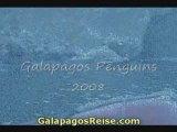 Video Galapagos Penguins By Jessica Meza