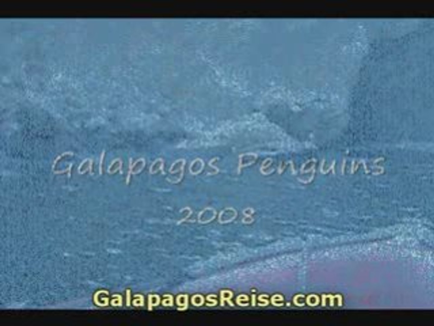 ⁣Video Galapagos Penguins By Jessica Meza