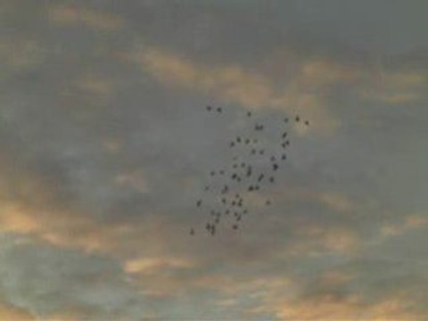 Fehmi ateş/şanlıurfa küme uçuruşu guvercinurfa.com