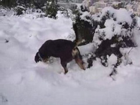 barry à la neige. Grand bouvier suisse