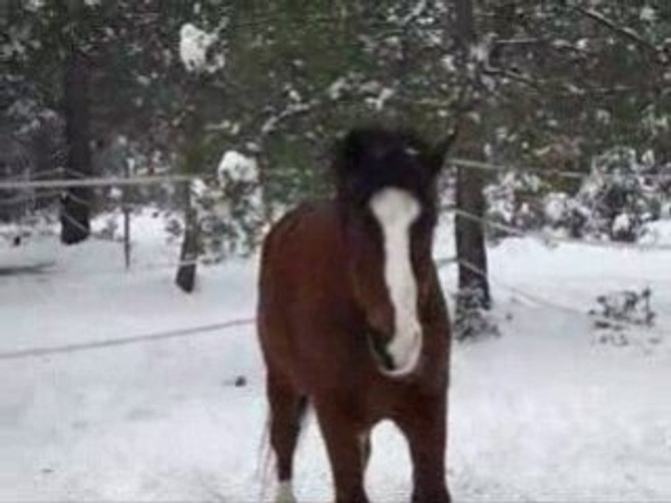 Nico dans la neige à l'heure du grain