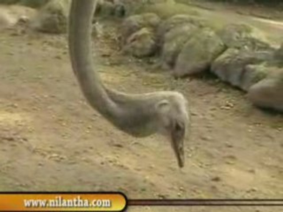 sri lanka National zoological gardens Dehiwala