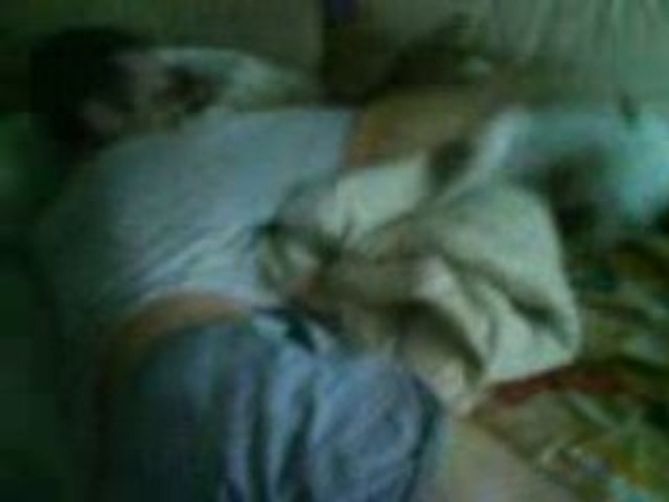 jack russel et son papa.... ils s'amusent