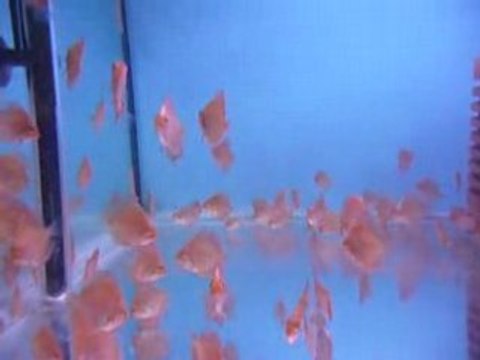 White pigeon yavruları