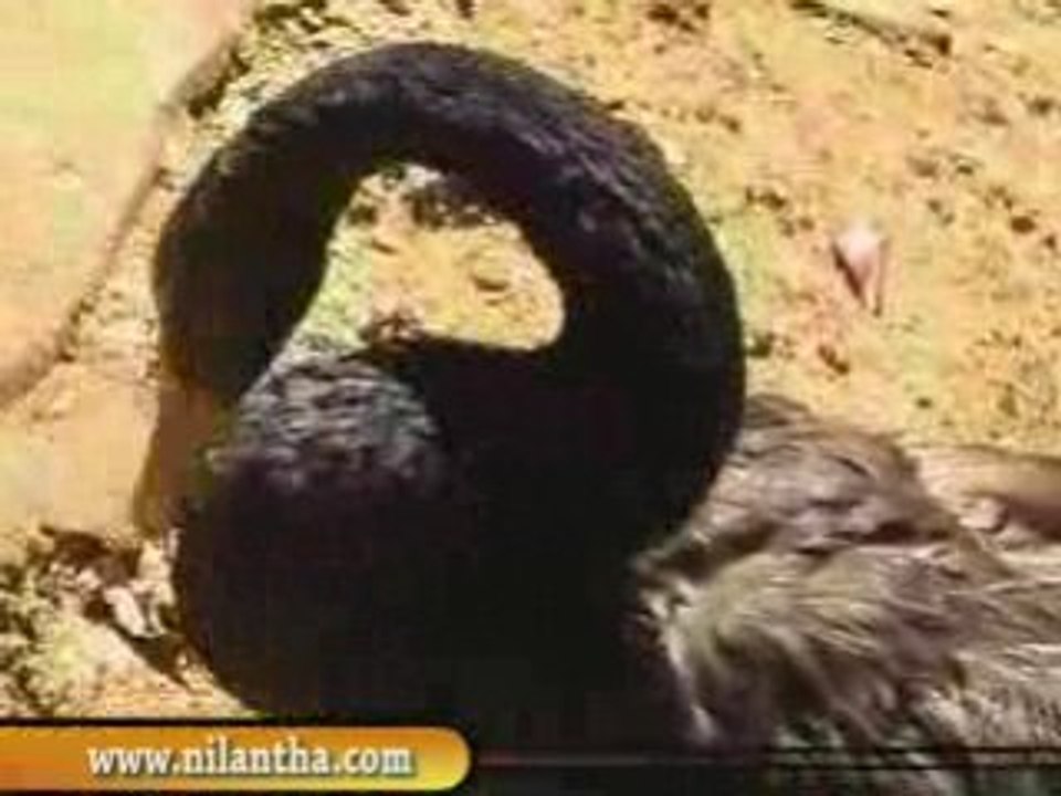 sri lanka-Temple of the Tooth, Kandy