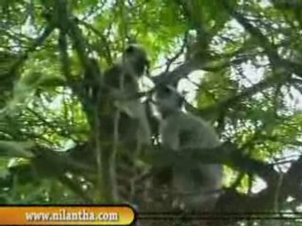 sri lanka yala National Park