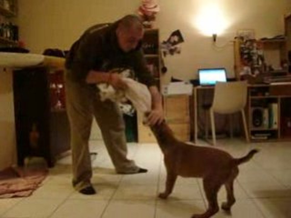 bb malinois dayra 2 mois 1/2 mordant