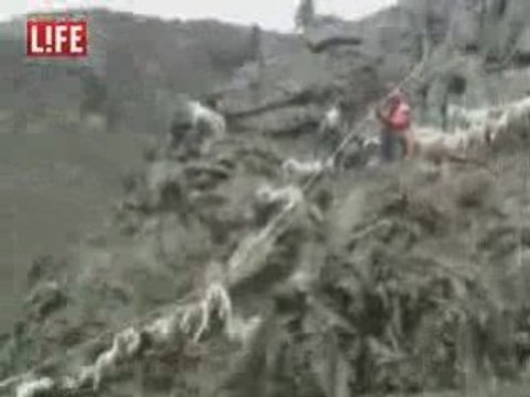 Des Moutons font de la tyrolienne