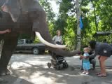 Omilia feeding elephant at the zoo