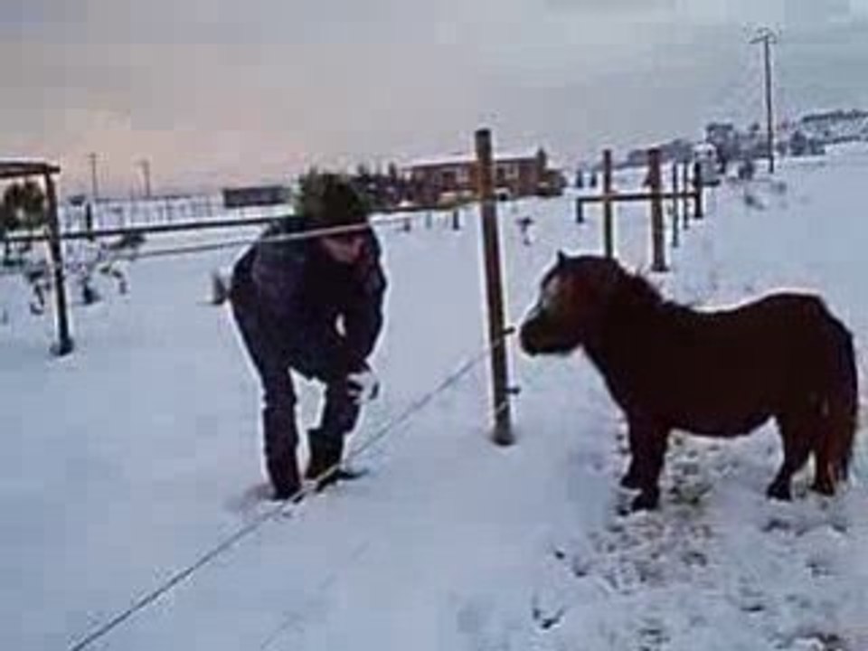 Bataille de boules de neige avec les poneys