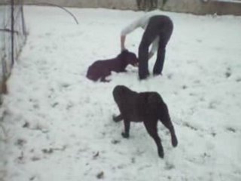 Les chiens dans la neige