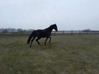 Quiator jeux en liberté