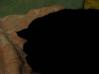 Chat qui ronfle
