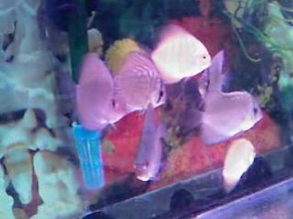Discus3