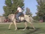 Gaited Palomino gelding Missouri Foxtrotter for sale pasture