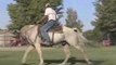 Gaited Palomino gelding Missouri Foxtrotter for sale pasture
