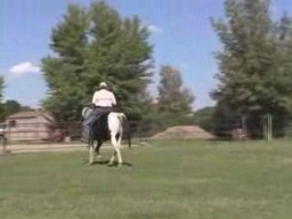 Homozygous Missouri Foxtrotter gaited mare sale fox trotter