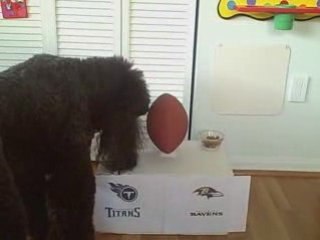 Poodle Picks the Winner of Ravens vs. Titans