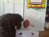 Poodle Picks the Winner of Cardinals vs. Panthers