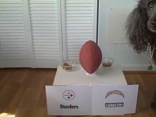 Poodle Picks the Winner of Chargers vs. Steelers