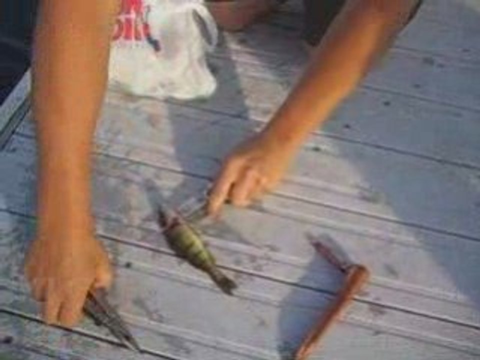 Guide survie: Comment ouvrir un poisson