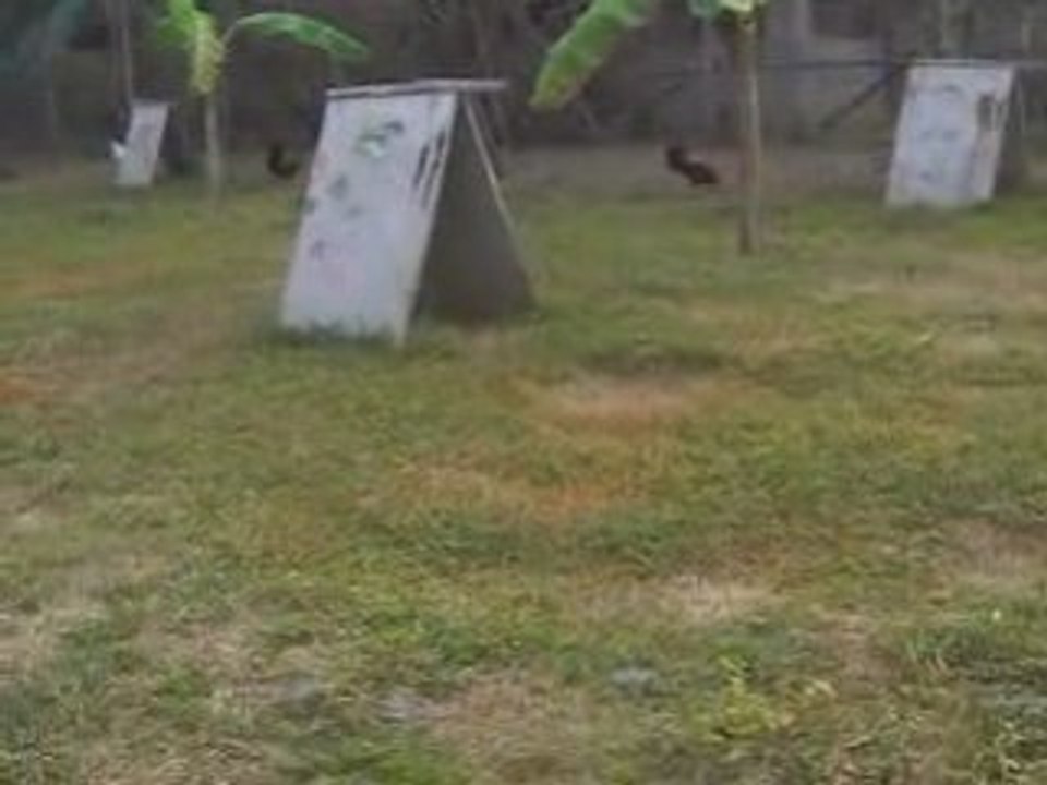 stag sparring