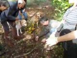 Recherche de Truffes en bourgogne au DOMAINE DE LA COMBOTTE