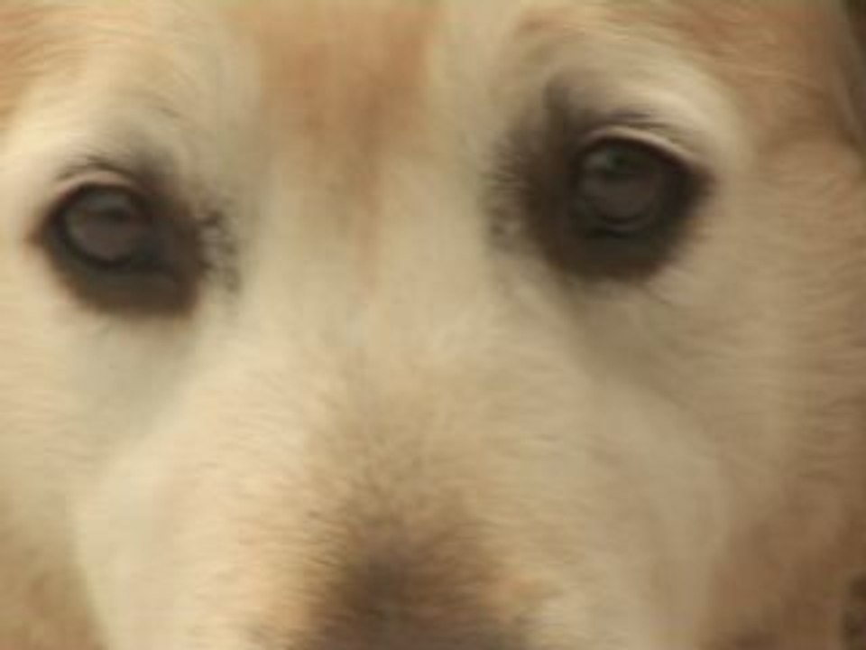 Les chiens aussi passent de bonnes vacances!!!