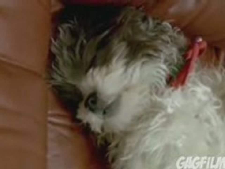 Rambo, il cane che russa