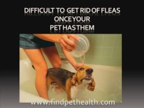 How to get rid of fleas on your ferret and house
