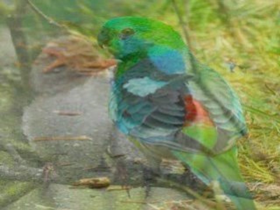 Oiseaux d'Australie