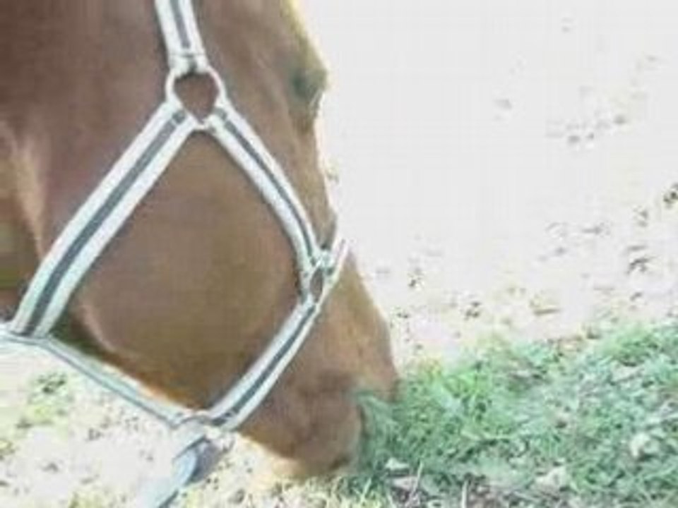 Ma vie , le cheval .