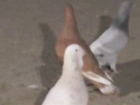 Fehmi ateş/şanlıurfa garip alıştırma guvercinurfa.com