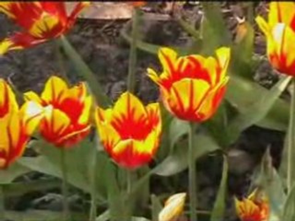 Springtime 2008