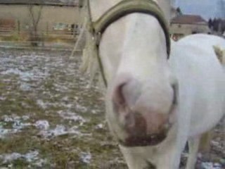 Tobee gros nez