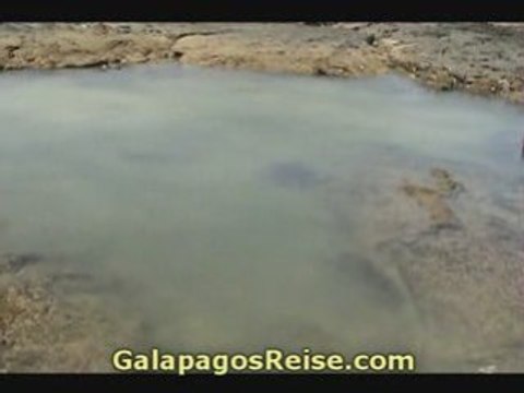 Galapagos Tours and Cruises. Sea turtles 01