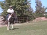 Tobiano fox trotter mare 4 yr old gaited foxtrotter for sale